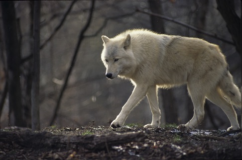 Wolf-Walk.jpg